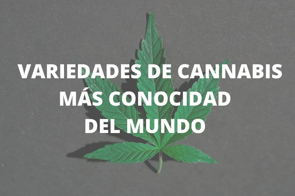 Variedades De Marihuana Mas Conocidas Del Mundo - Blog Grow Shop Online